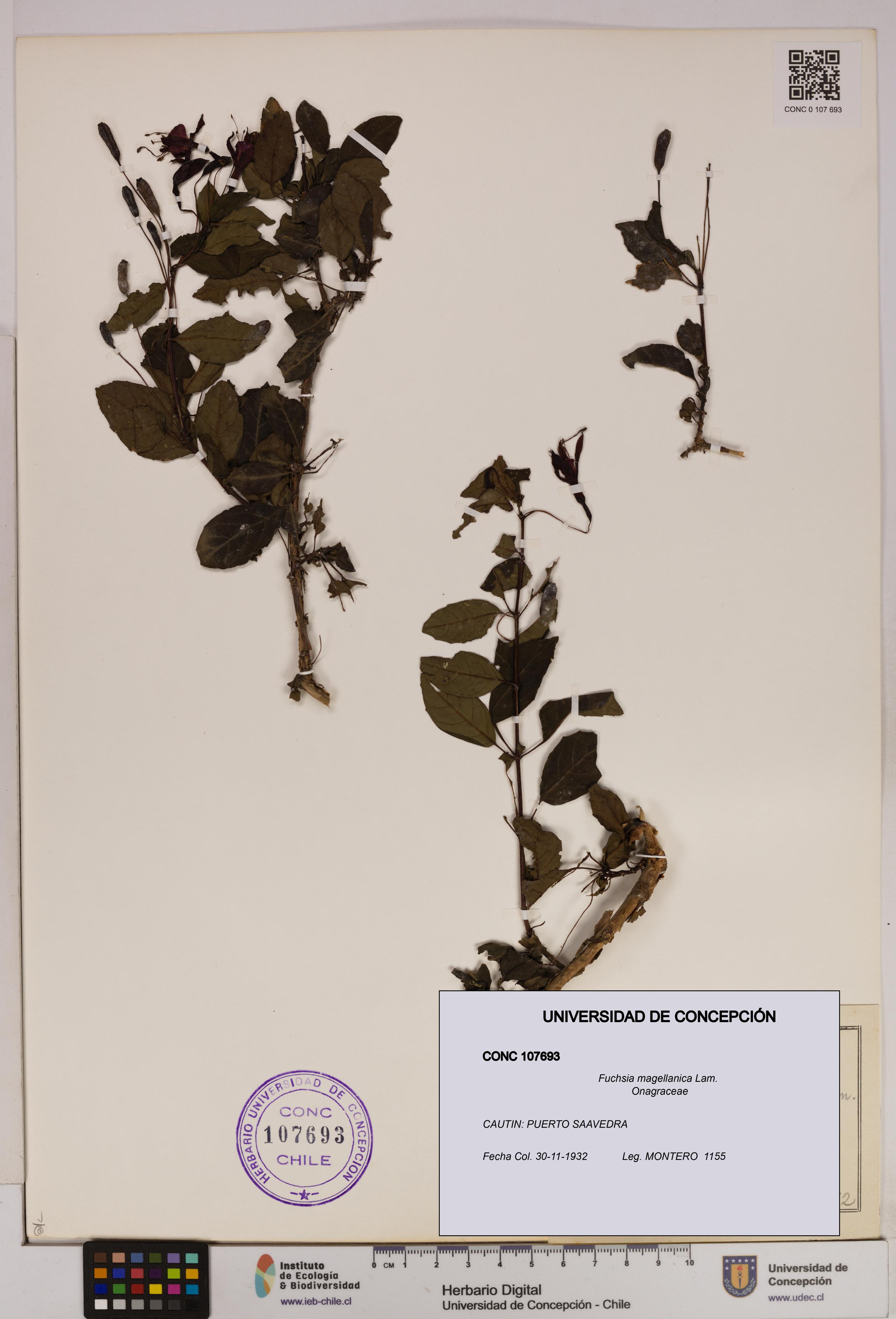 Fuchsia magellanica [Espécimen: UDEC:CONC:0107693]