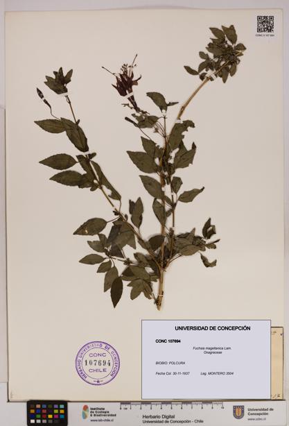 Fuchsia magellanica [Espécimen: UDEC:CONC:0107694]