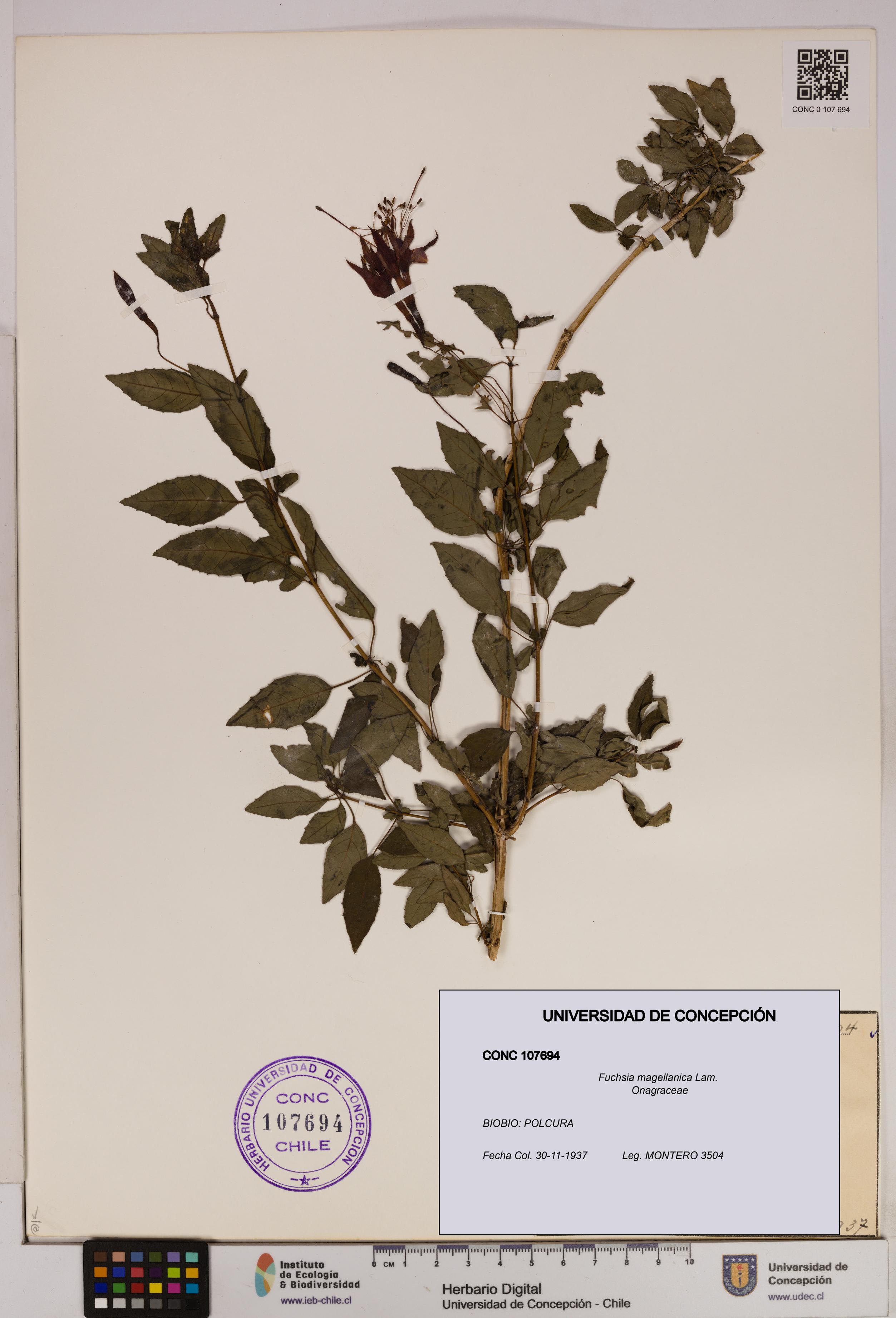 Fuchsia magellanica [Espécimen: UDEC:CONC:0107694]