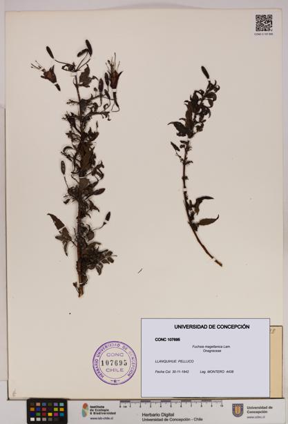 Fuchsia magellanica [Espécimen: UDEC:CONC:0107695]