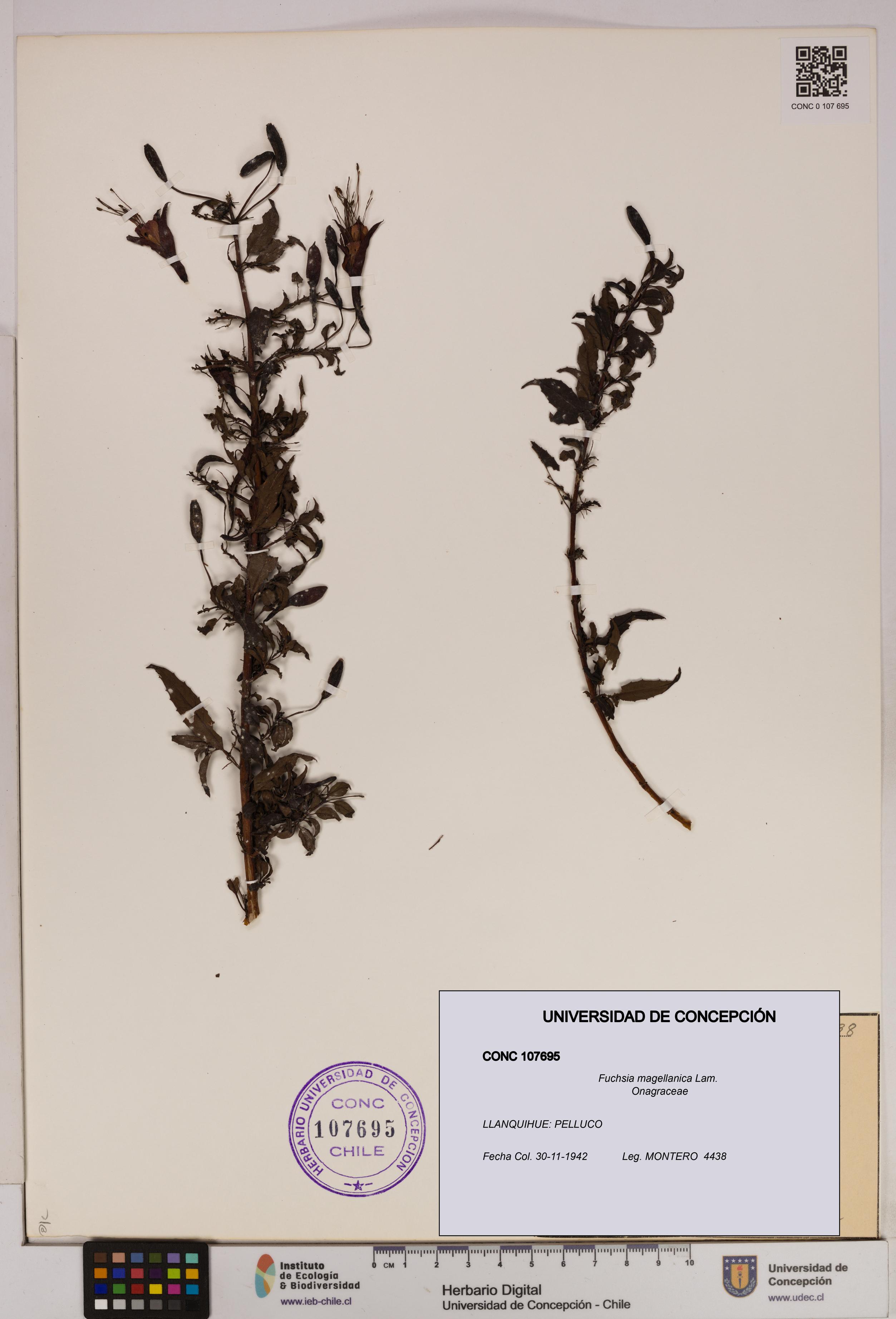 Fuchsia magellanica [Espécimen: UDEC:CONC:0107695]