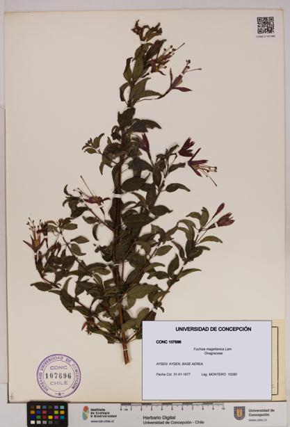 Fuchsia magellanica [Espécimen: UDEC:CONC:0107696]
