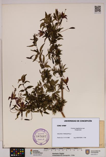 Fuchsia magellanica [Espécimen: UDEC:CONC:0107697]