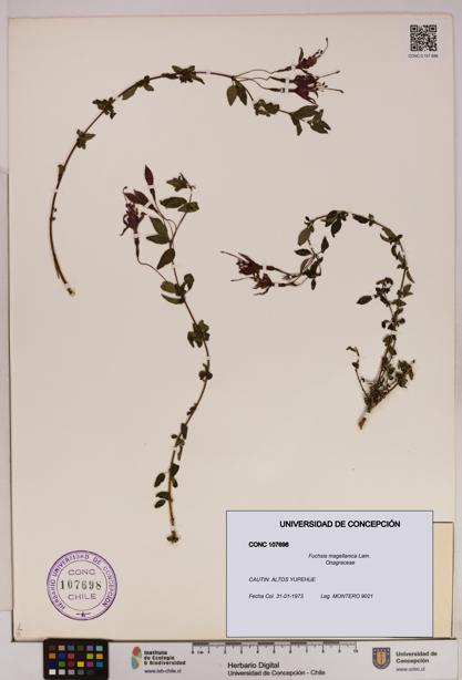Fuchsia magellanica [Espécimen: UDEC:CONC:0107698]