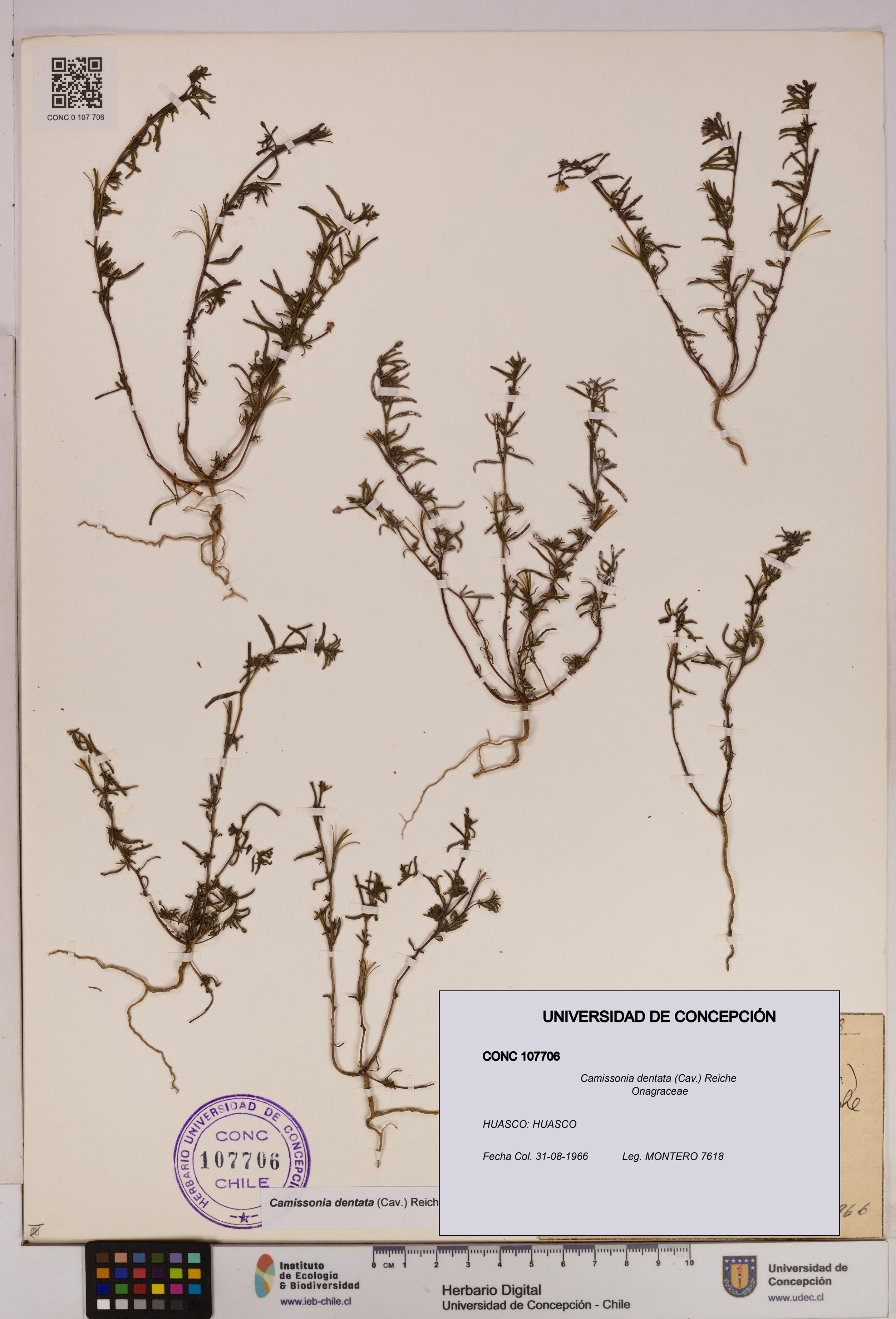 Camissonia dentata [Espécimen: UDEC:CONC:0107706]