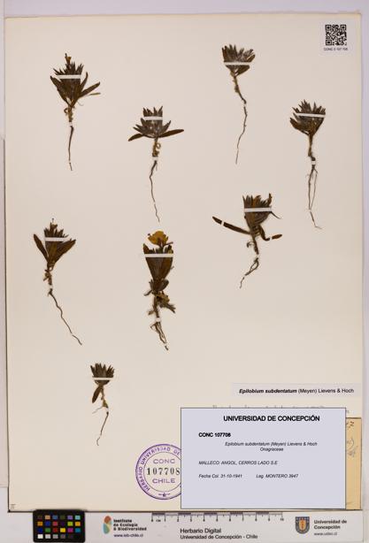 Epilobium subdentatum [Espécimen: UDEC:CONC:0107708]