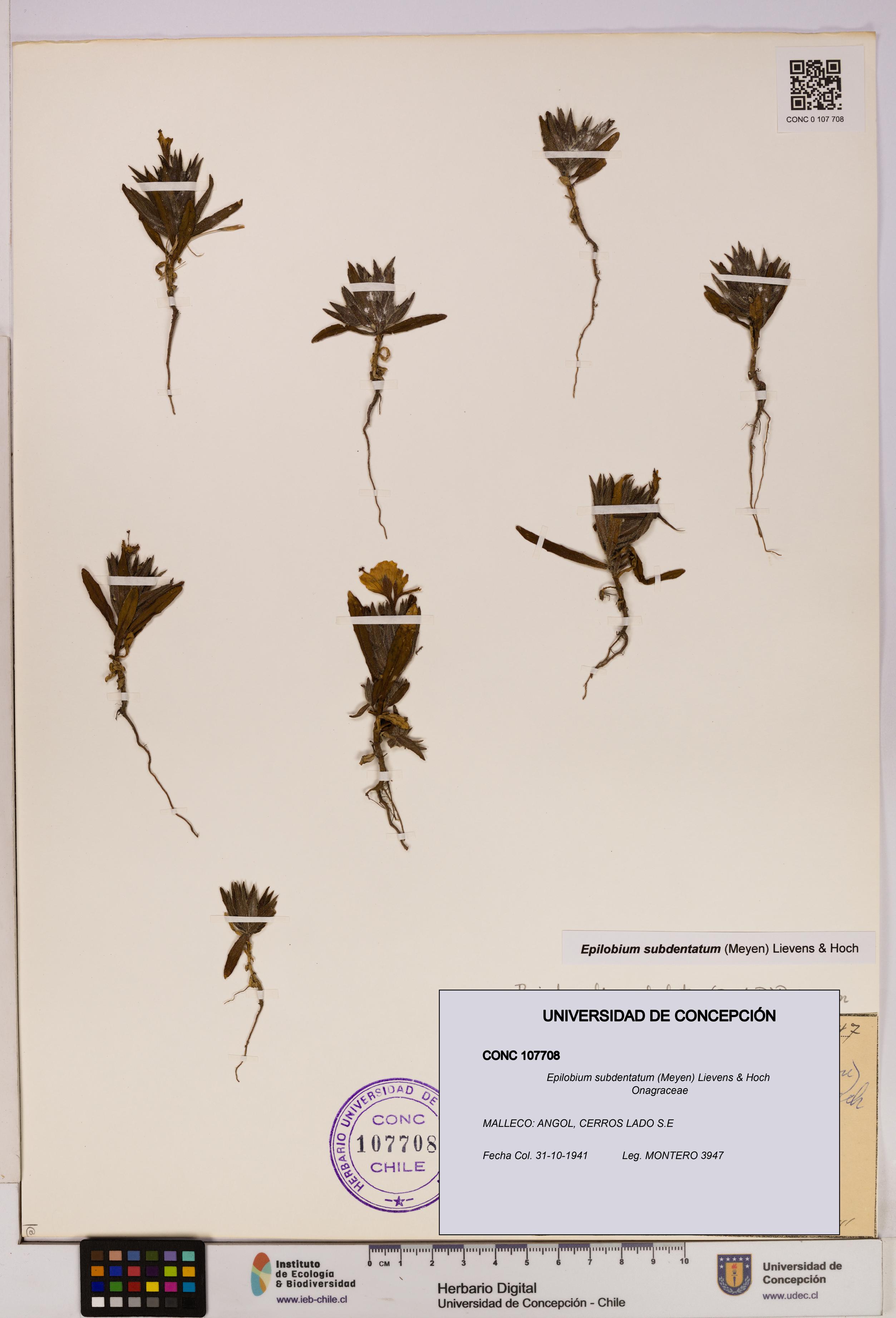 Epilobium subdentatum [Espécimen: UDEC:CONC:0107708]