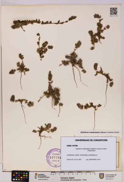 Epilobium subdentatum [Espécimen: UDEC:CONC:0107709]