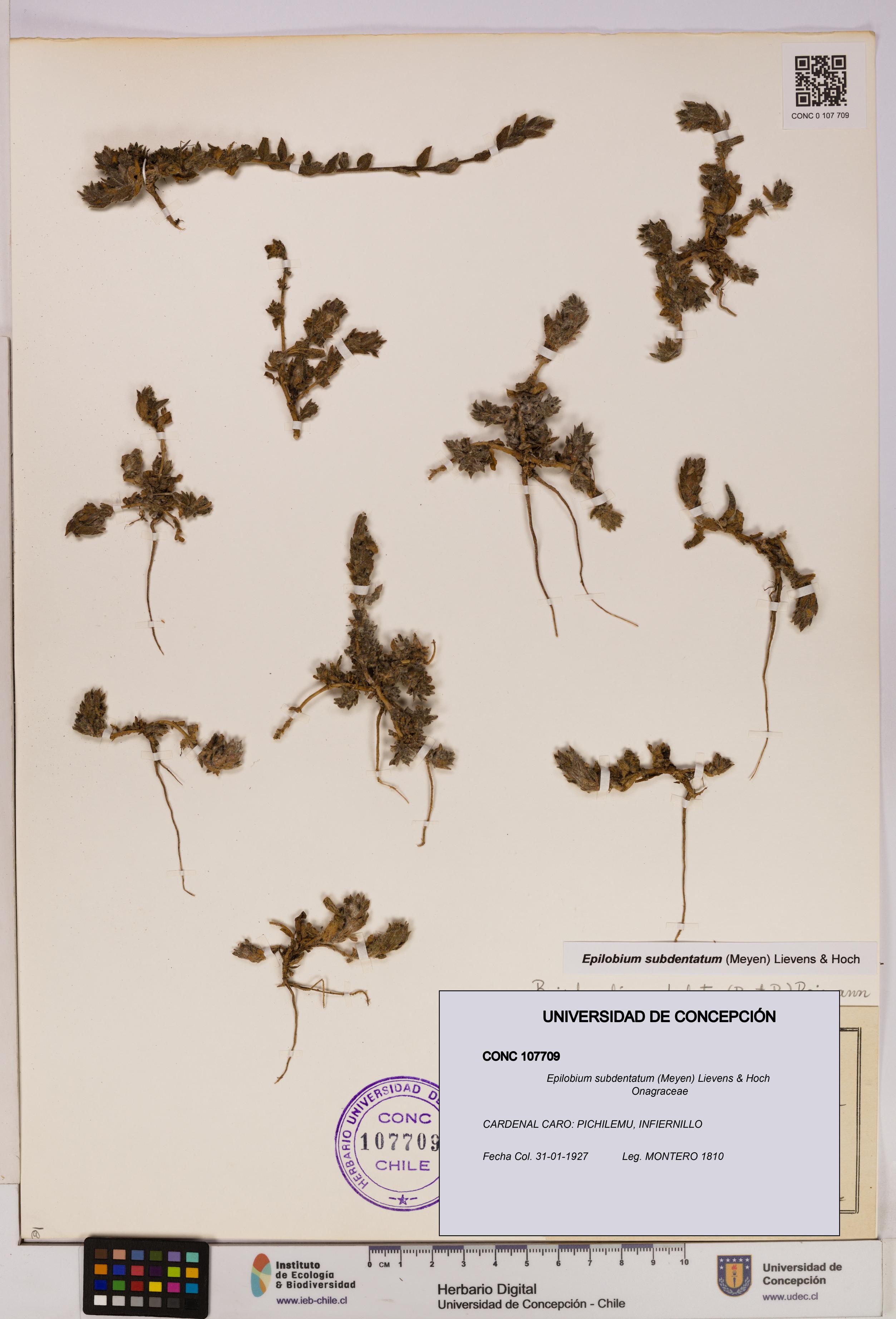 Epilobium subdentatum [Espécimen: UDEC:CONC:0107709]
