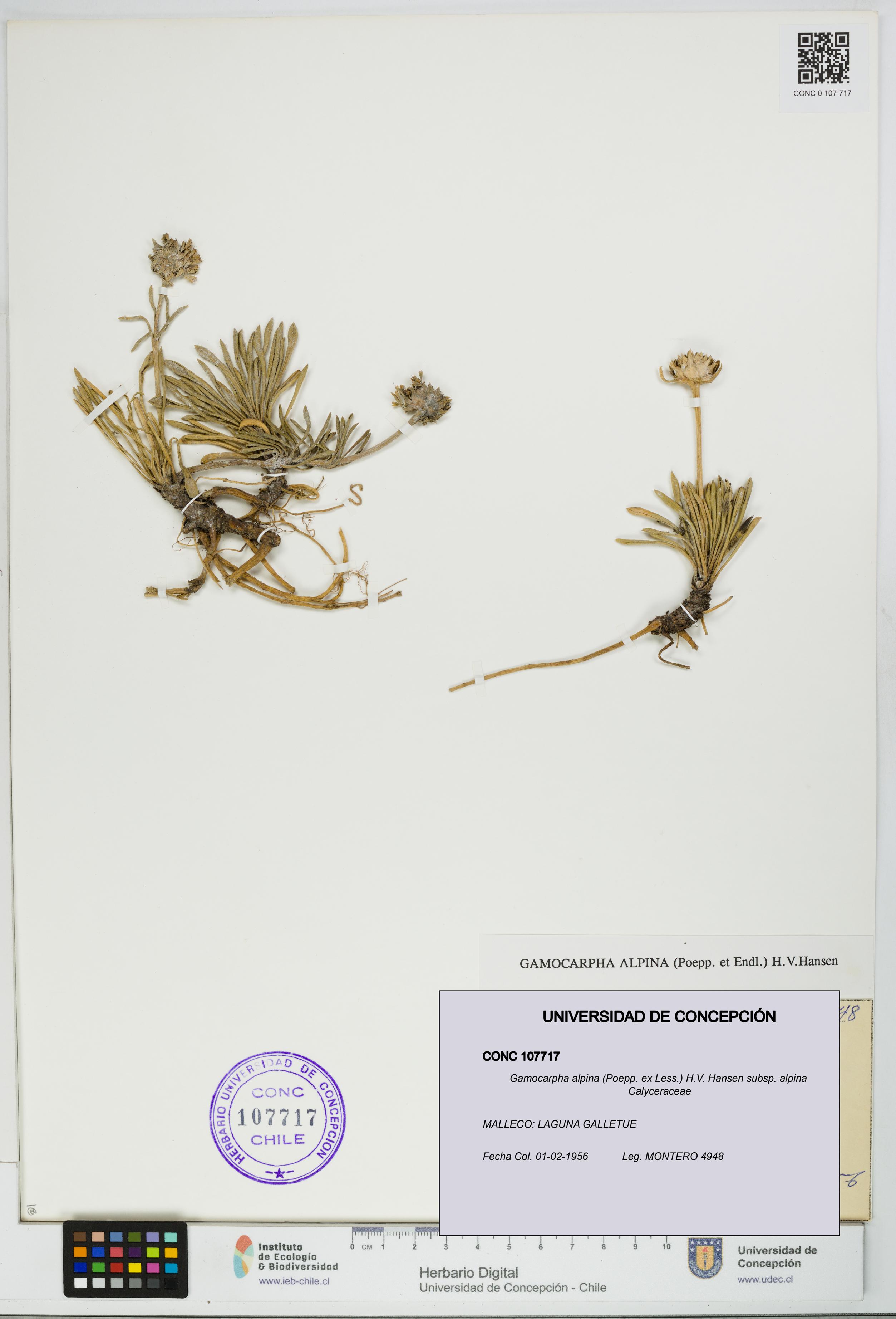 Gamocarpha alpina subsp. alpina [Espécimen: UDEC:CONC:0107717]