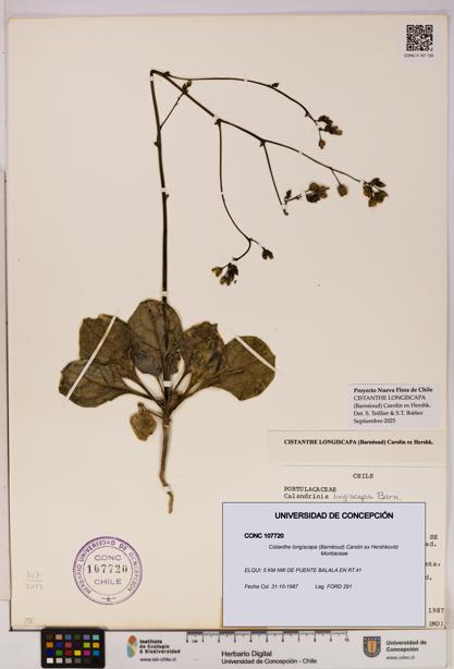 Cistanthe longiscapa [Espécimen: UDEC:CONC:0107720]