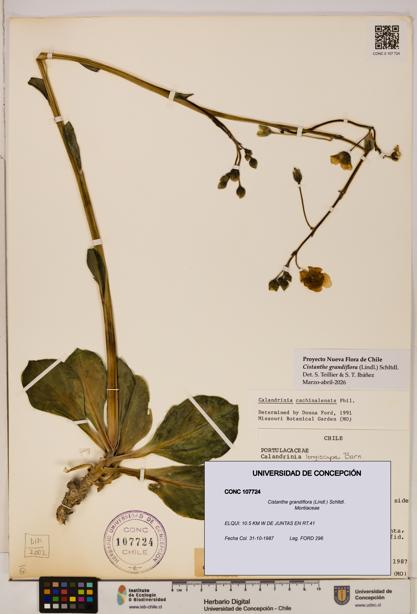 Cistanthe grandiflora [Espécimen: UDEC:CONC:0107724]