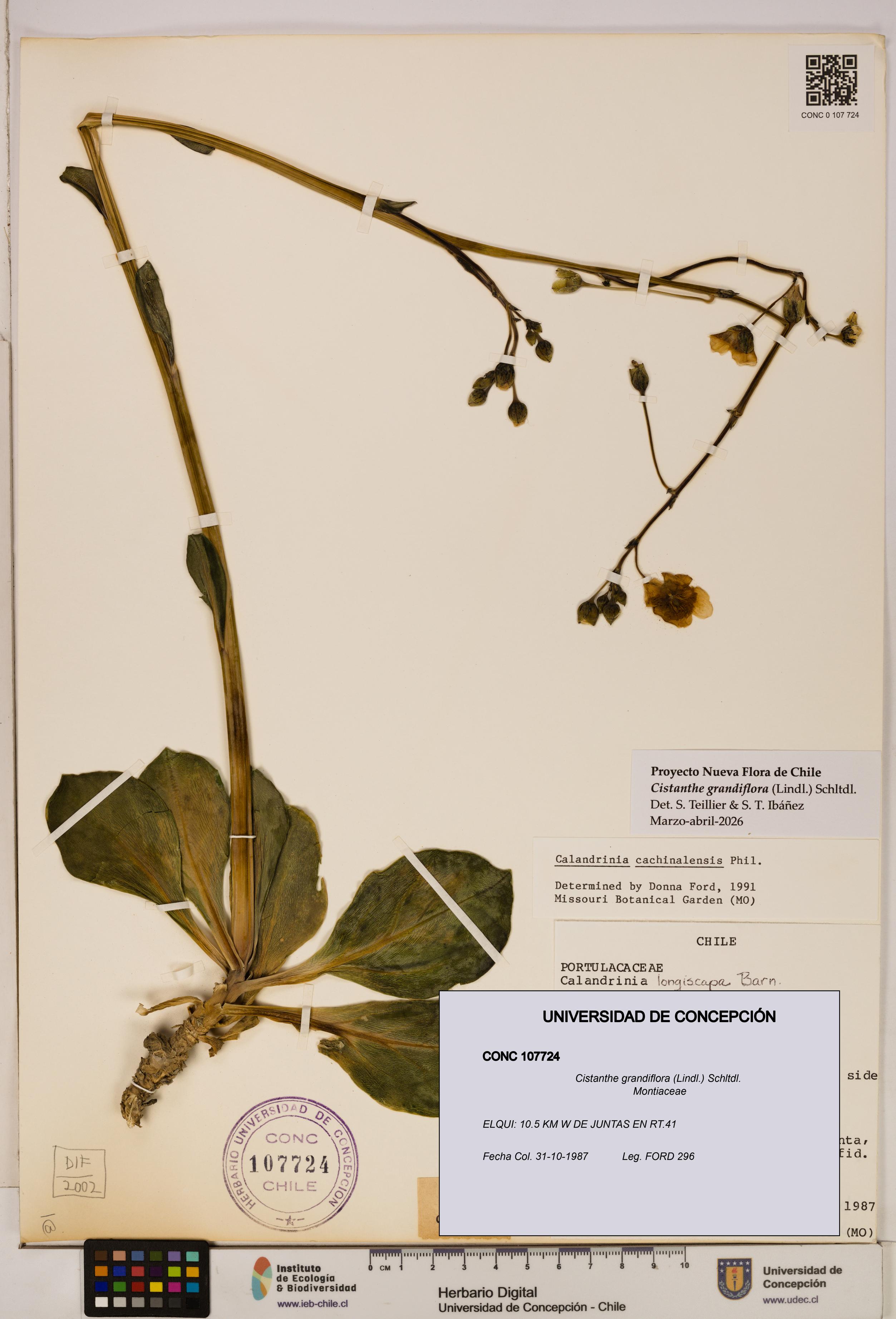 Cistanthe grandiflora [Espécimen: UDEC:CONC:0107724]