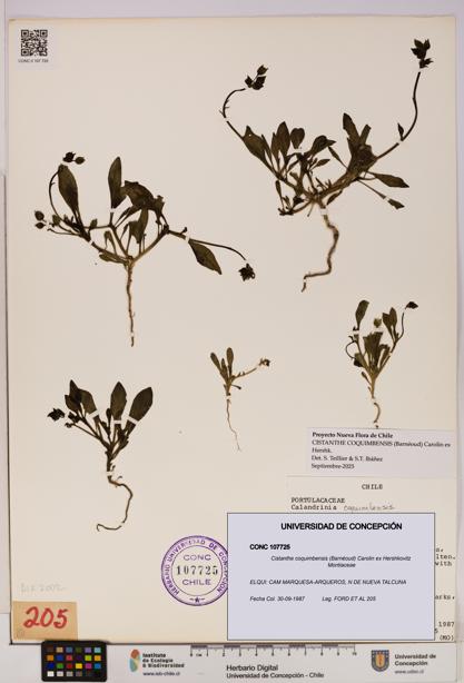 Cistanthe coquimbensis [Espécimen: UDEC:CONC:0107725]