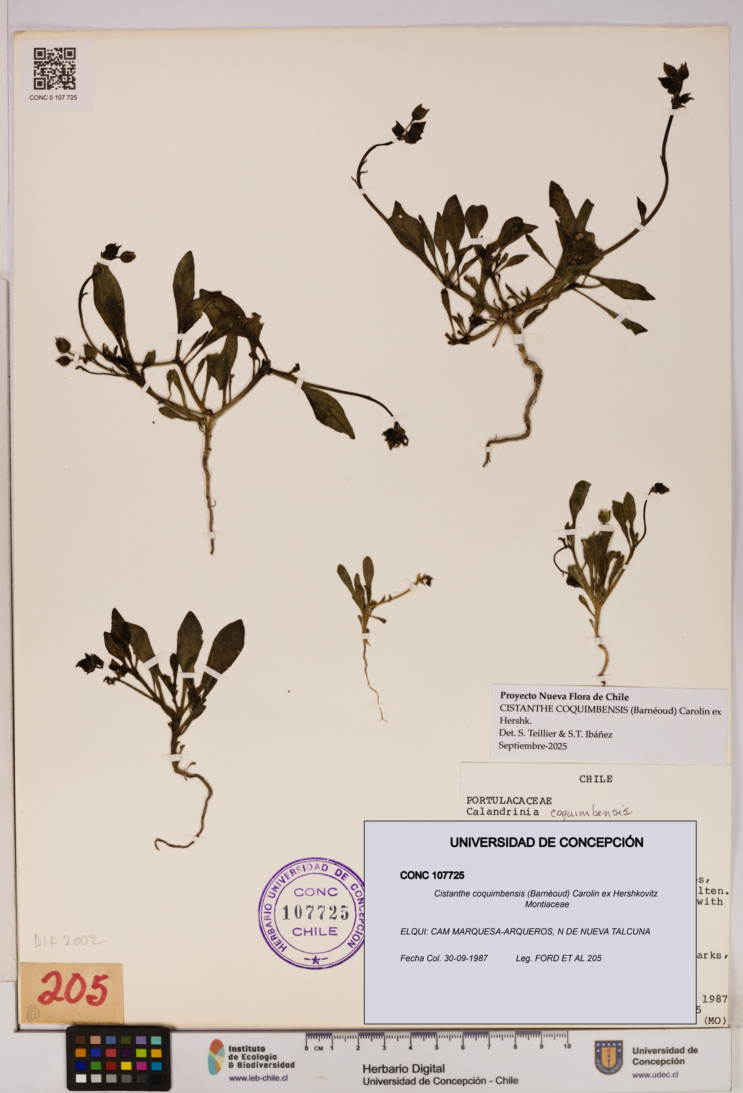 Cistanthe coquimbensis [Espécimen: UDEC:CONC:0107725]