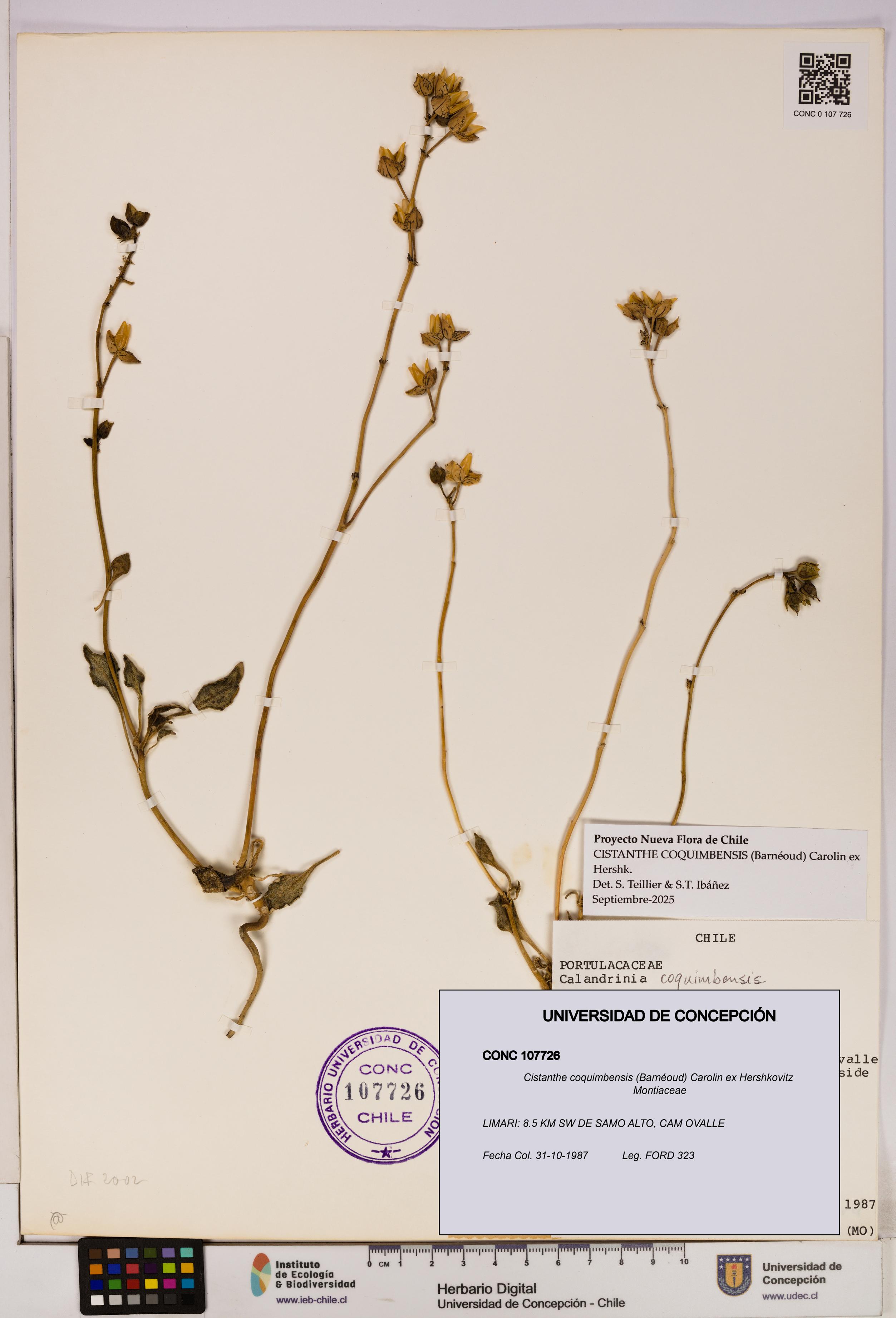 Cistanthe coquimbensis [Espécimen: UDEC:CONC:0107726]