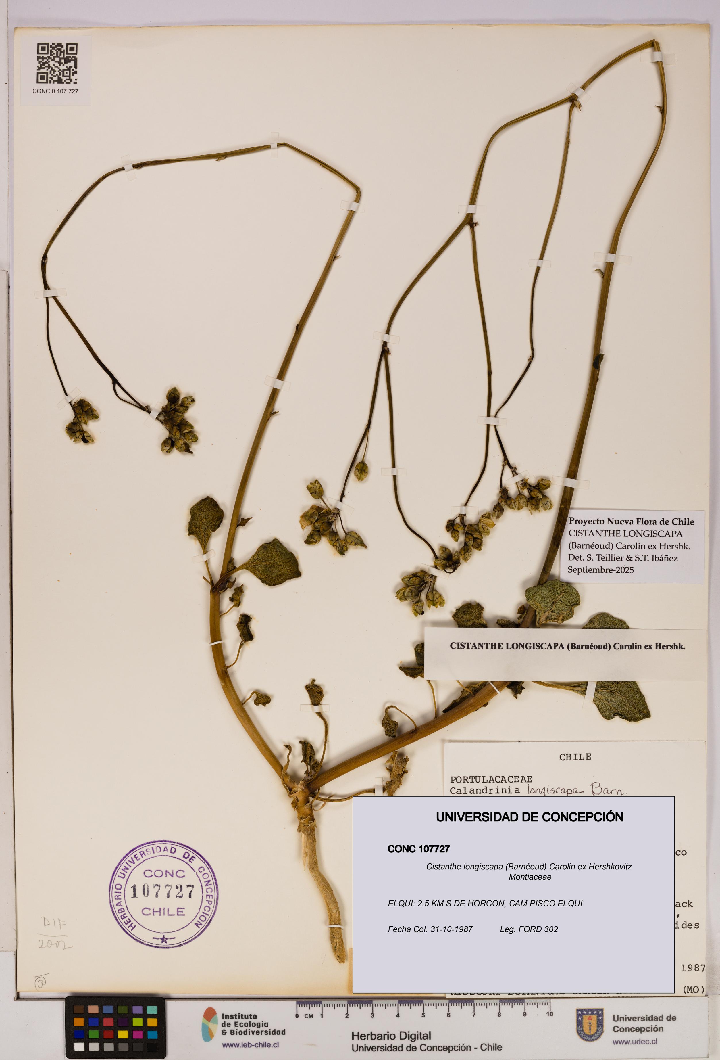 Cistanthe longiscapa [Espécimen: UDEC:CONC:0107727]