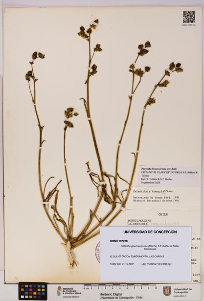 Cistanthe glaucopurpurea [Espécimen: UDEC:CONC:0107728]