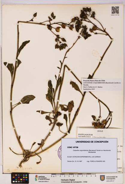 Cistanthe coquimbensis [Espécimen: UDEC:CONC:0107729]