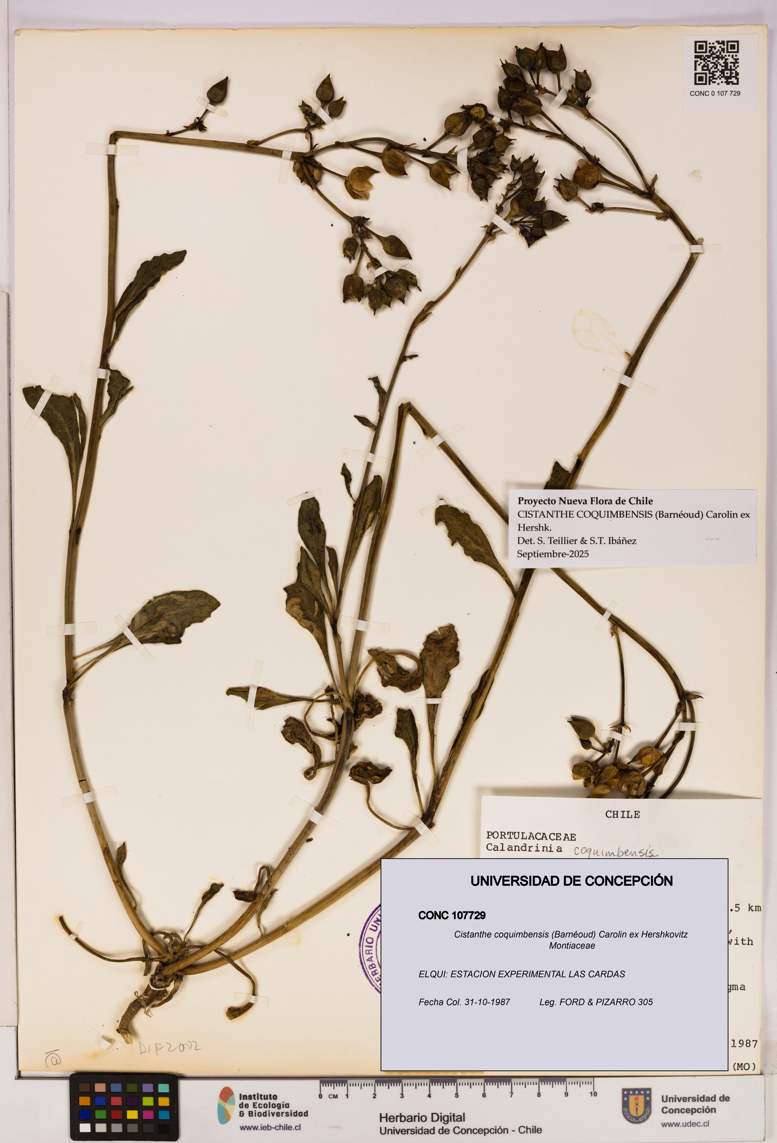 Cistanthe coquimbensis [Espécimen: UDEC:CONC:0107729]