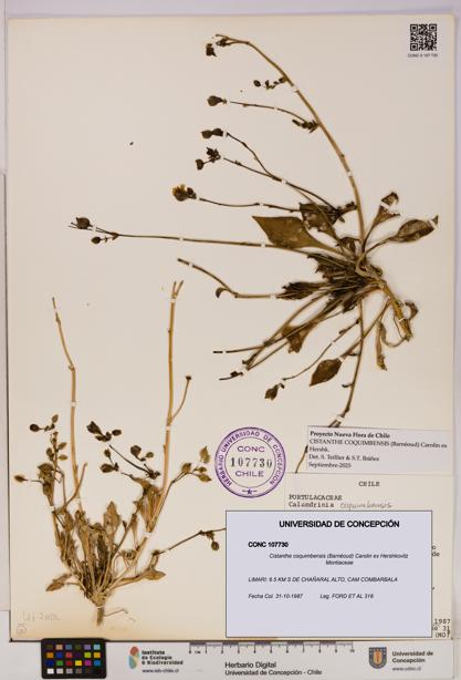 Cistanthe coquimbensis [Espécimen: UDEC:CONC:0107730]