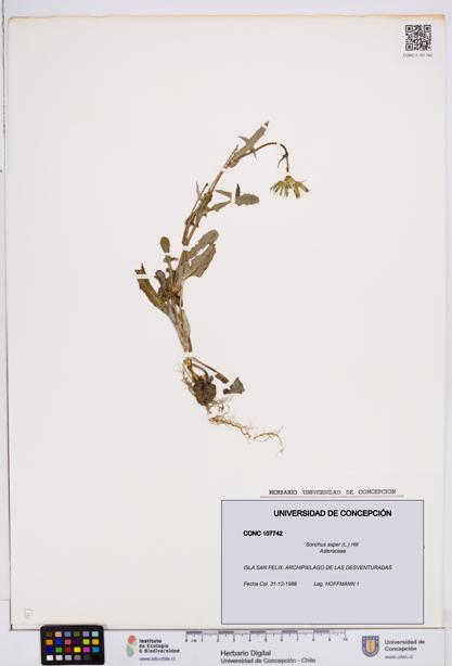 Sonchus asper [Espécimen: ]