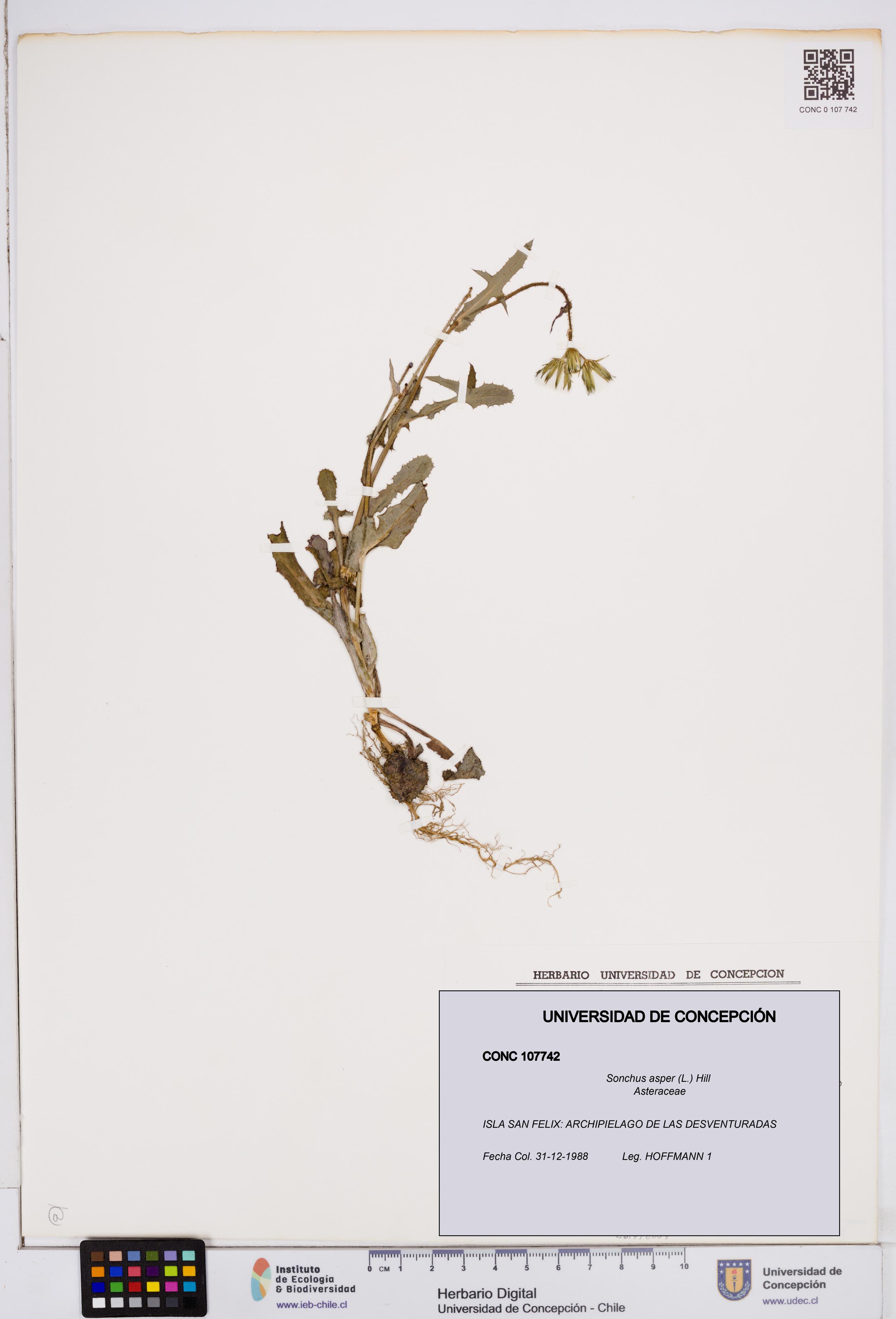 Sonchus asper [Espécimen: ]