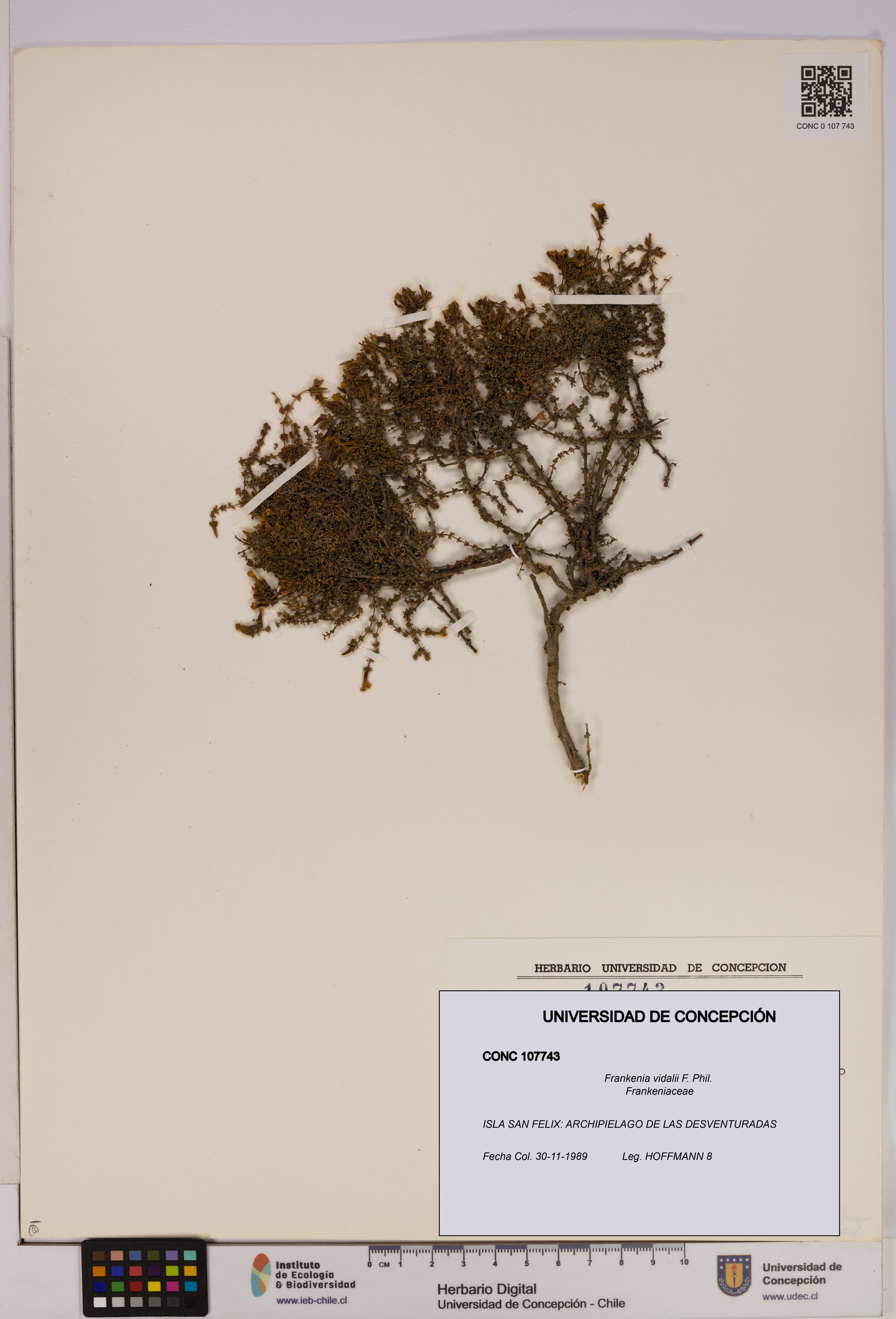 Frankenia vidalii [Espécimen: UDEC:CONC:0107743]