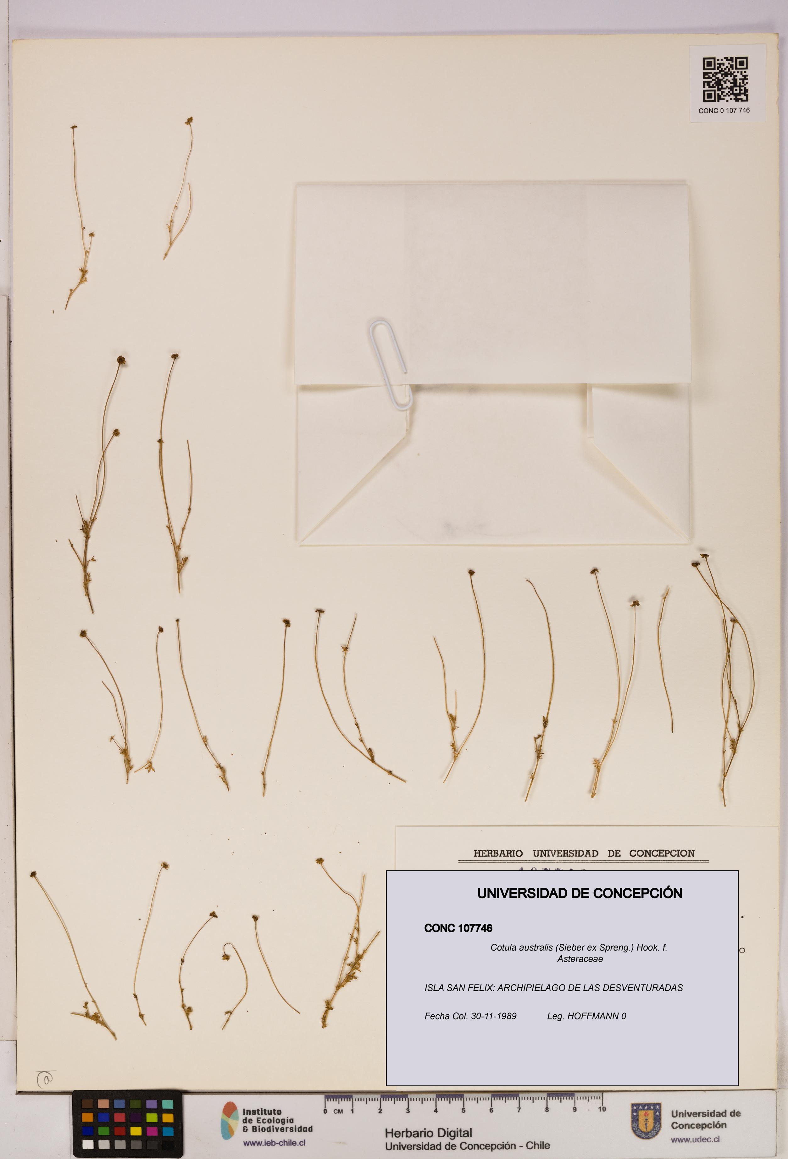 Cotula australis [Espécimen: UDEC:CONC:0107746]