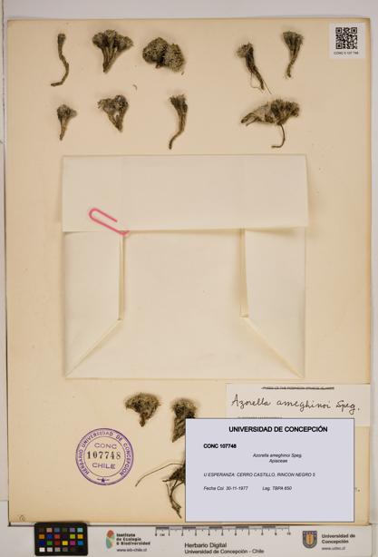 Azorella ameghinoi [Espécimen: ]