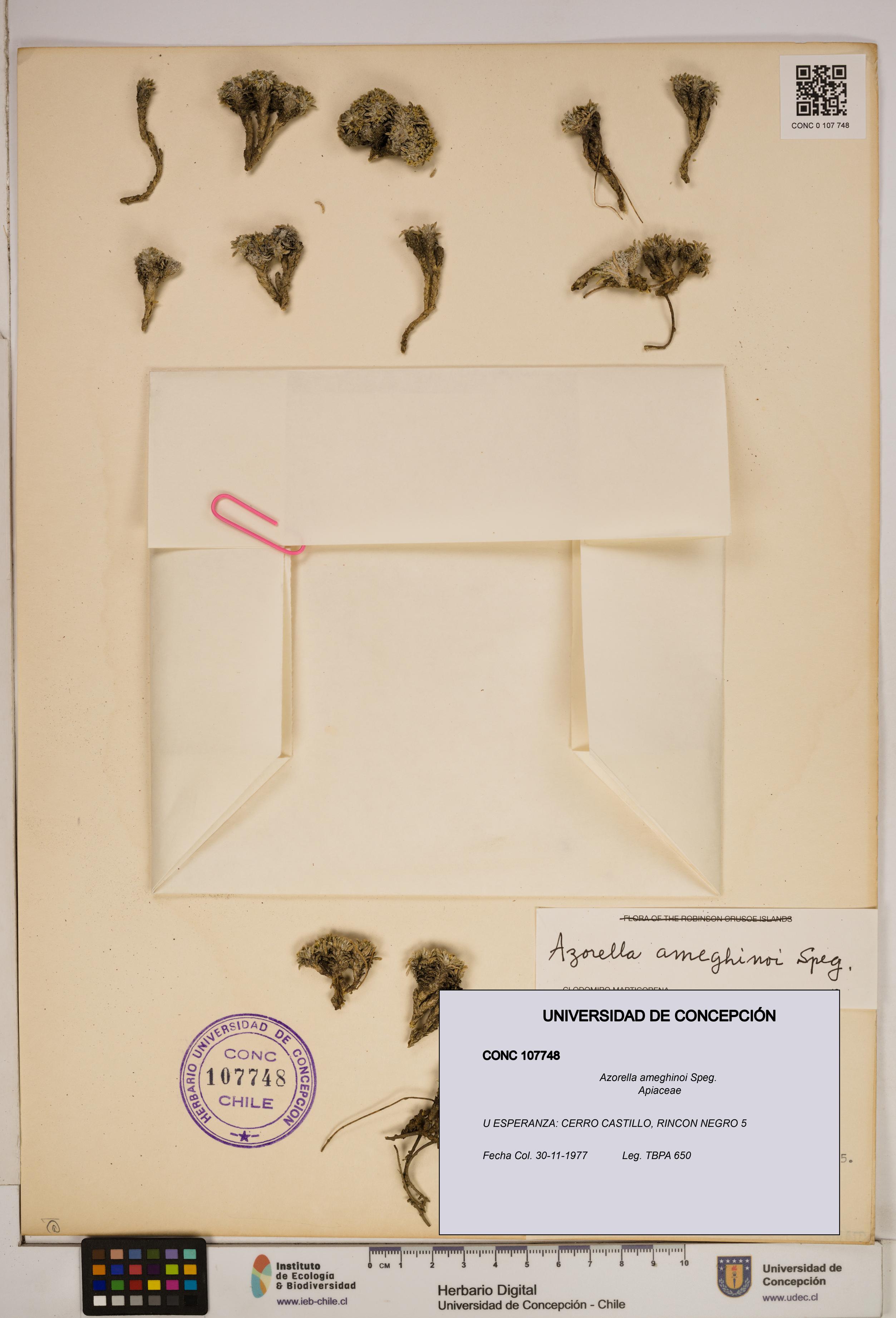 Azorella ameghinoi [Espécimen: ]