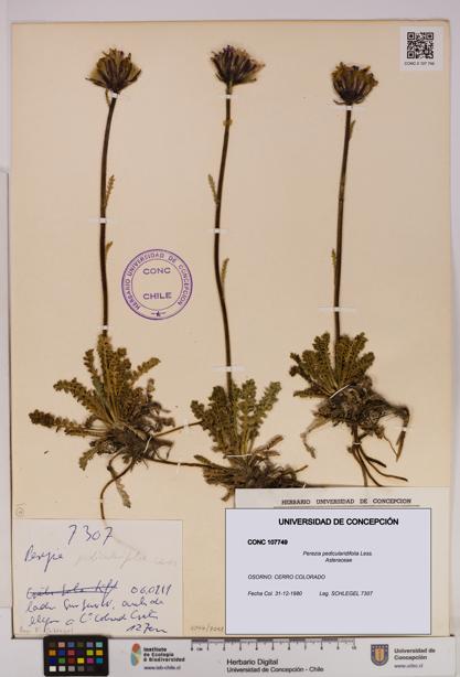 Perezia pedicularidifolia [Espécimen: UDEC:CONC:0107749]