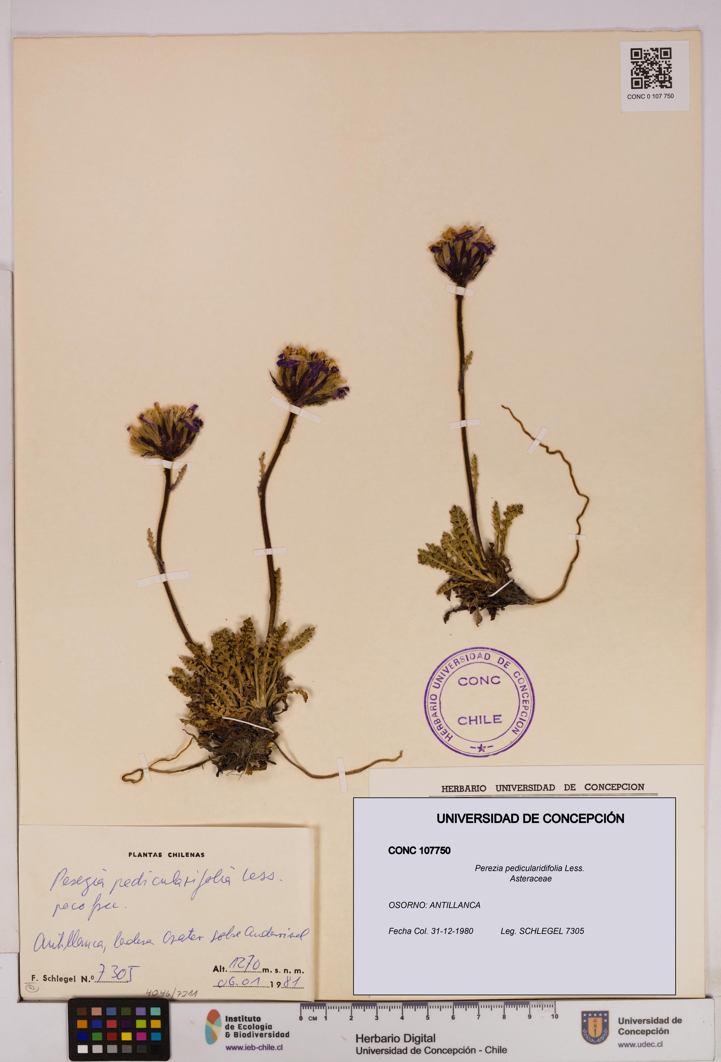 Perezia pedicularidifolia [Espécimen: UDEC:CONC:0107750]