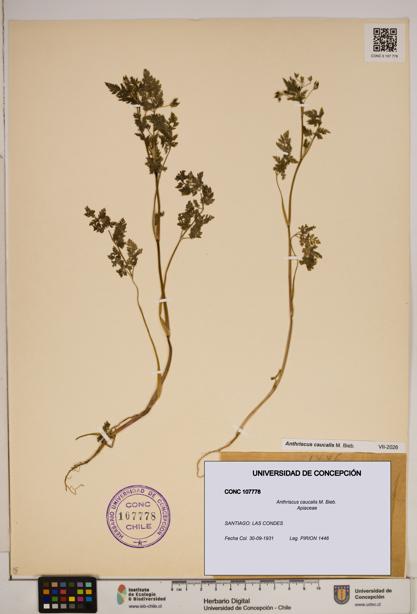 Anthriscus caucalis [Espécimen: ]