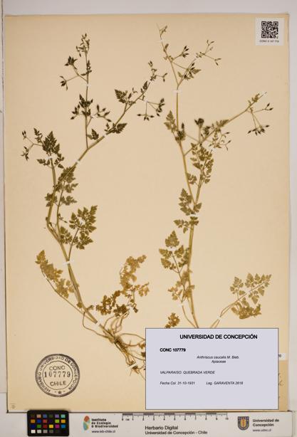 Anthriscus caucalis [Espécimen: ]
