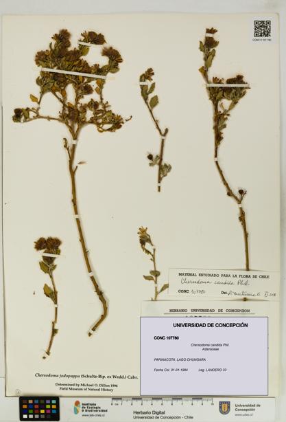 Chersodoma candida [Espécimen: UDEC:CONC:0107780]