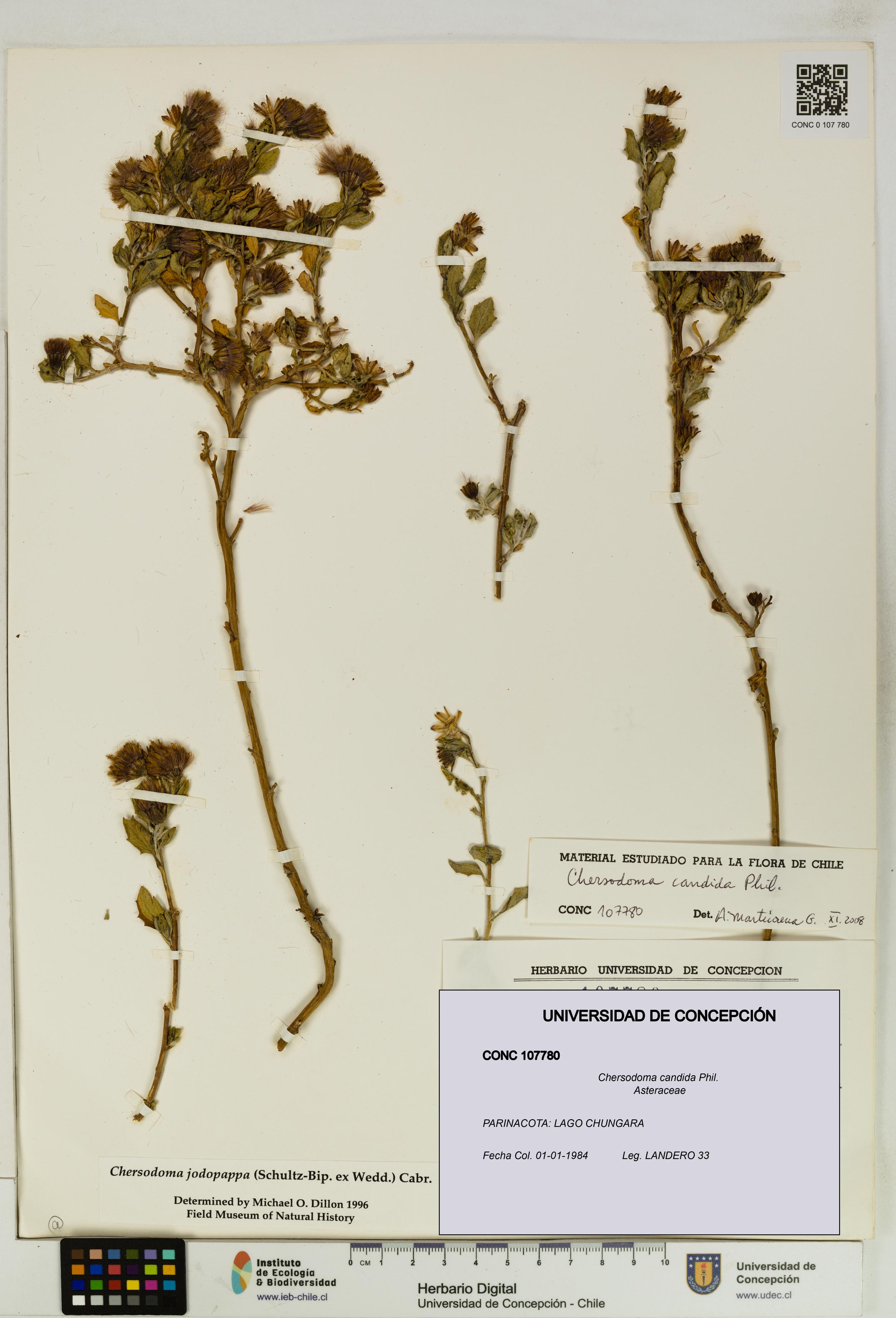 Chersodoma candida [Espécimen: UDEC:CONC:0107780]