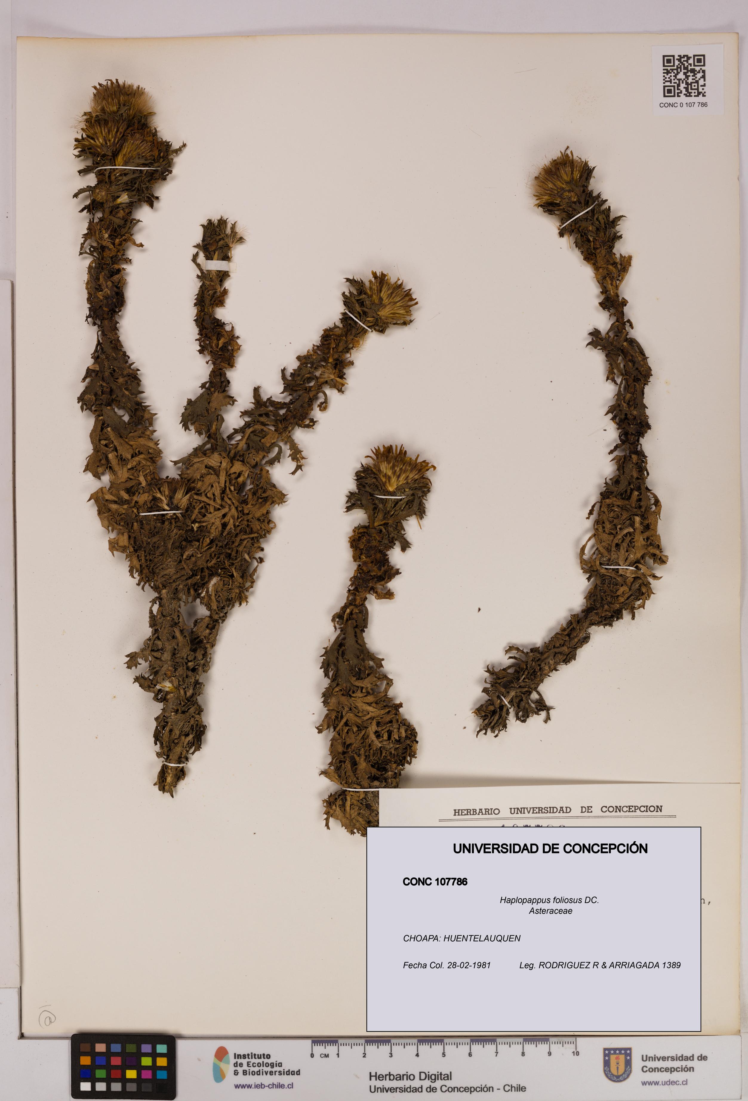 Haplopappus foliosus [Espécimen: UDEC:CONC:0107786]