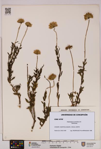 Haplopappus pulchellus [Espécimen: UDEC:CONC:0107787]