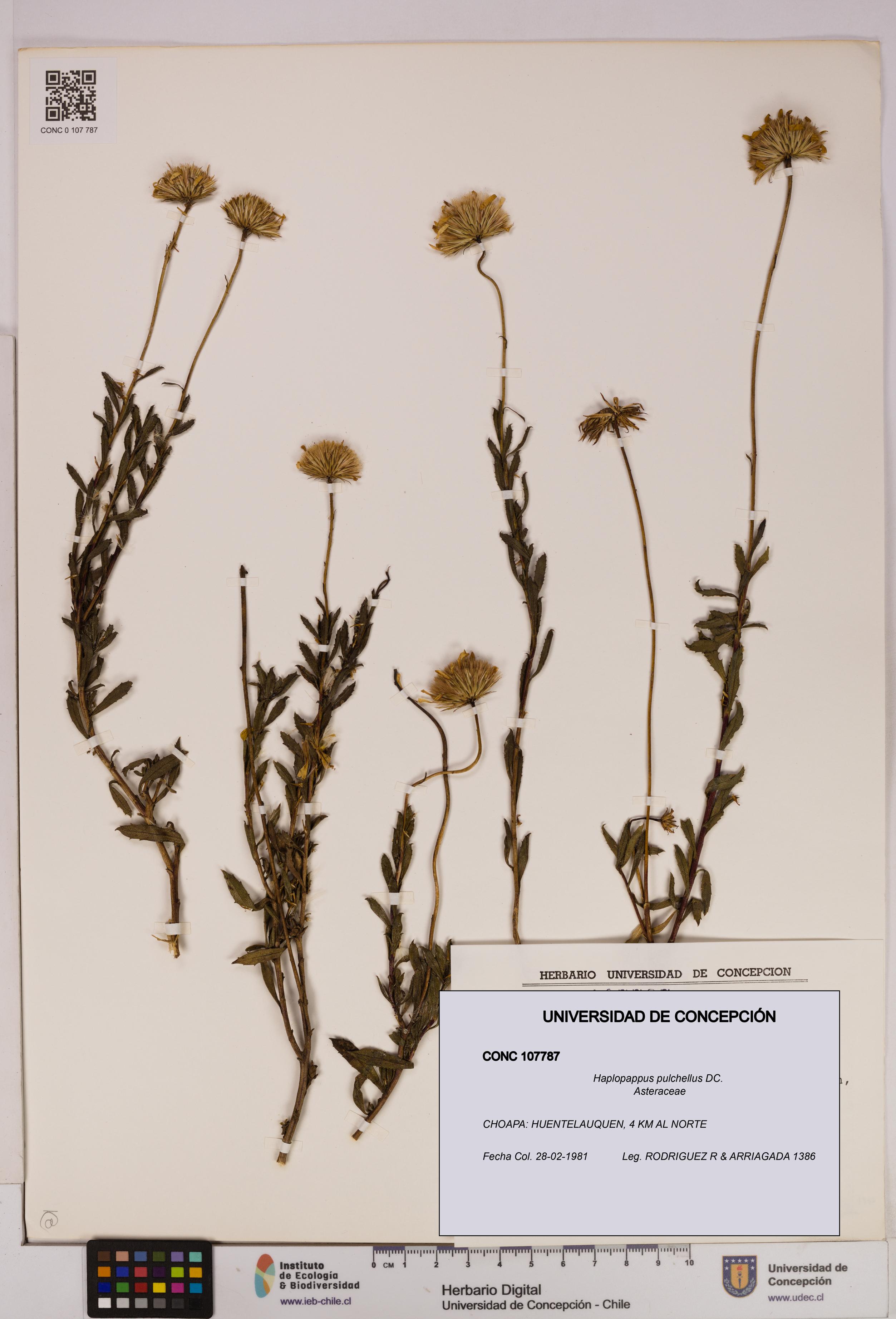 Haplopappus pulchellus [Espécimen: UDEC:CONC:0107787]