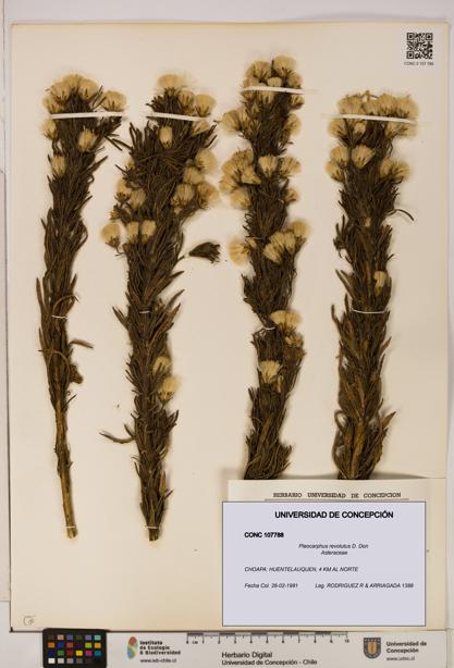 Pleocarphus revolutus [Espécimen: UDEC:CONC:0107788]