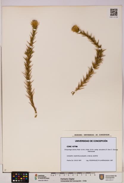 Chuquiraga ulicina [Espécimen: UDEC:CONC:0107789]