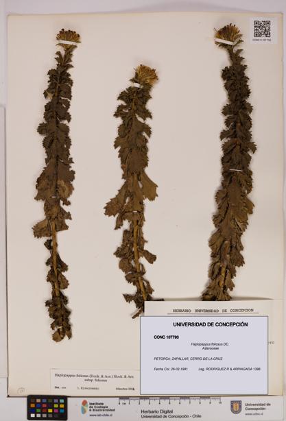 Haplopappus foliosus [Espécimen: UDEC:CONC:0107793]