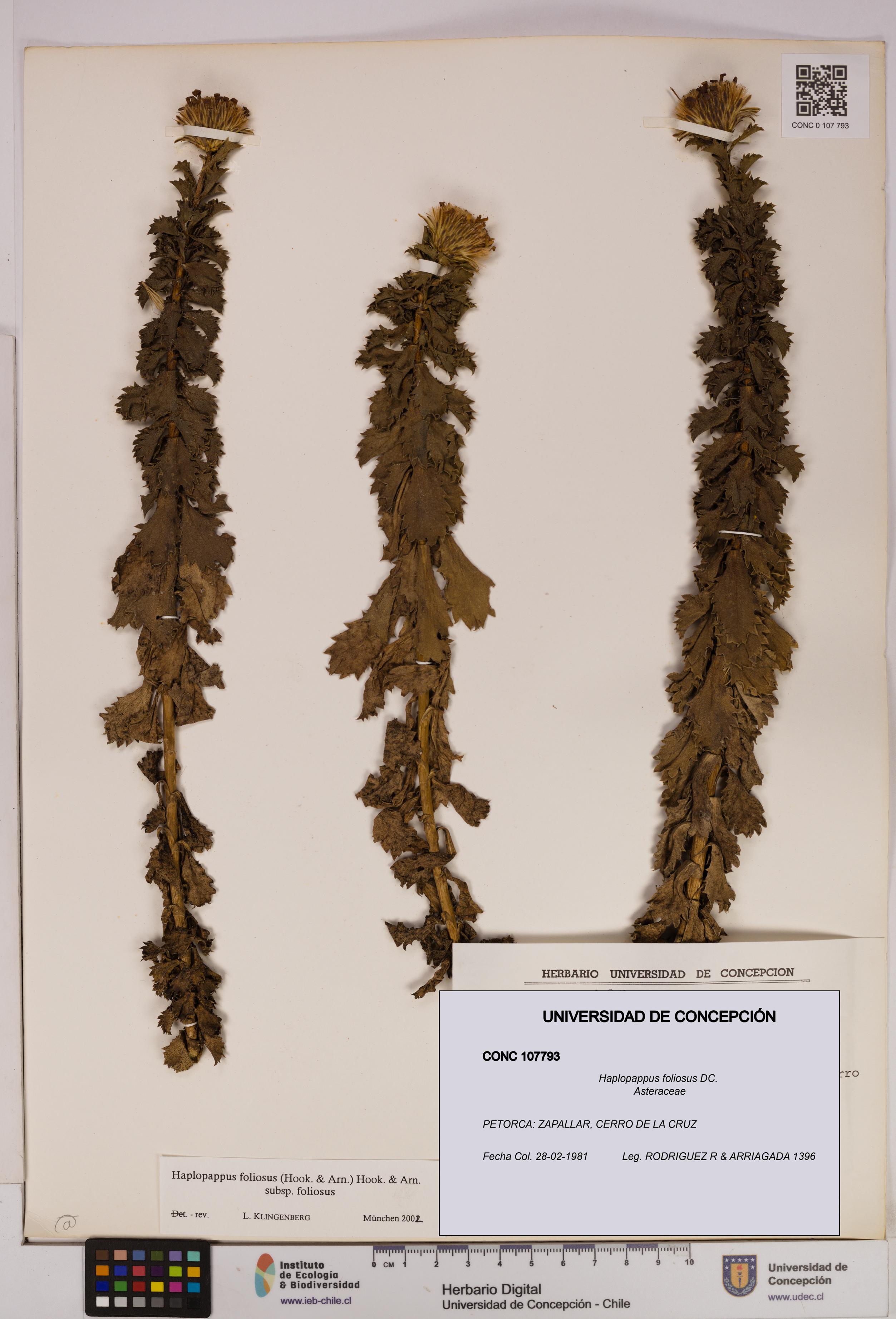 Haplopappus foliosus [Espécimen: UDEC:CONC:0107793]