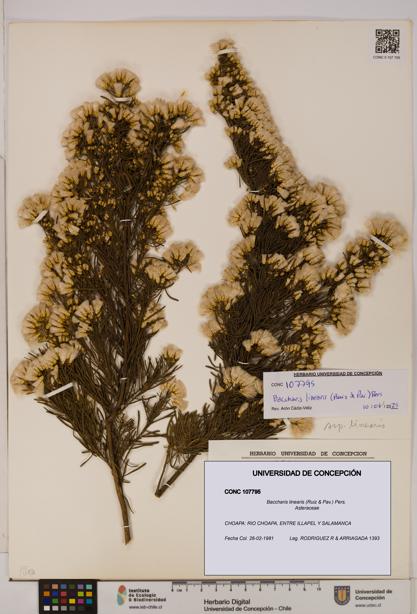 Baccharis linearis [Espécimen: UDEC:CONC:0107795]