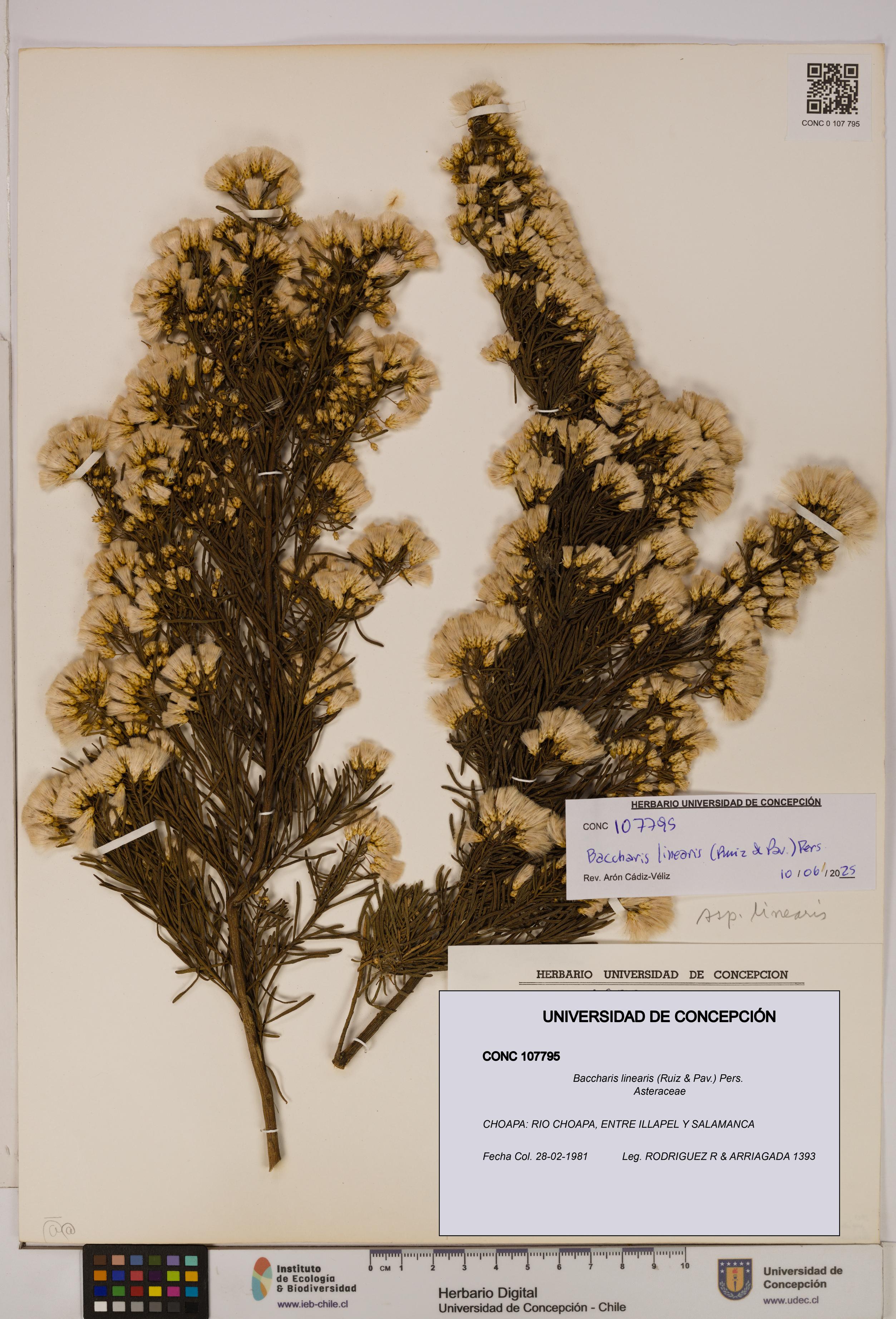 Baccharis linearis [Espécimen: UDEC:CONC:0107795]