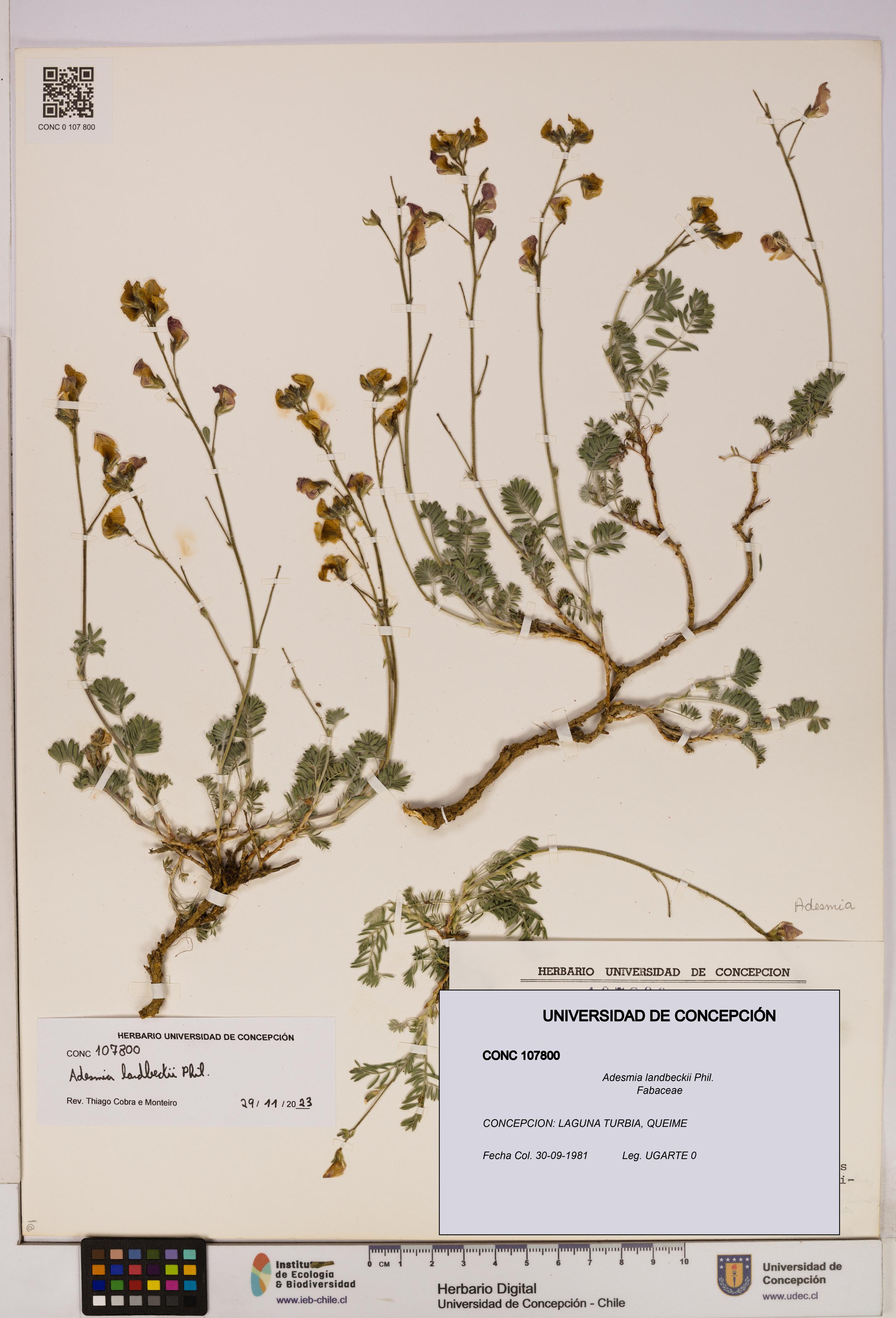 Adesmia landbeckii [Espécimen: UDEC:CONC:0107800]