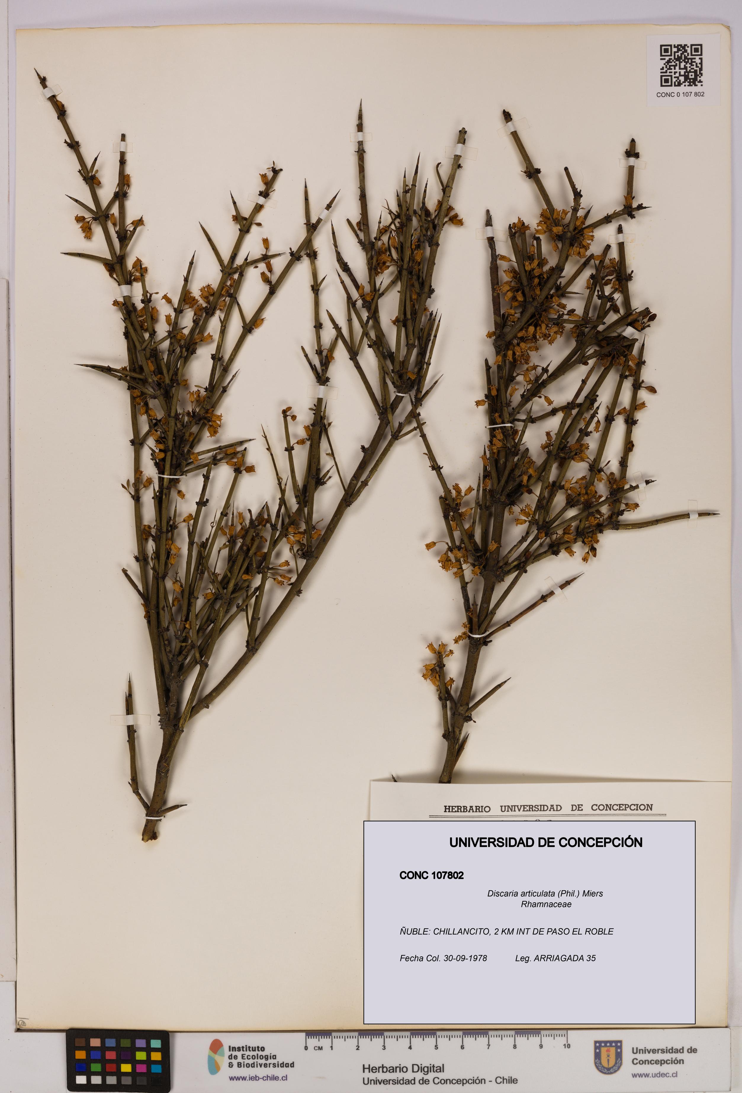 Discaria articulata [Espécimen: UDEC:CONC:0107802]