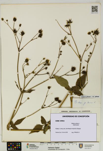 Bidens pilosa [Espécimen: UDEC:CONC:0107812]