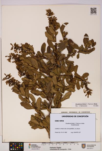 Escallonia illinita [Espécimen: UDEC:CONC:0107819]